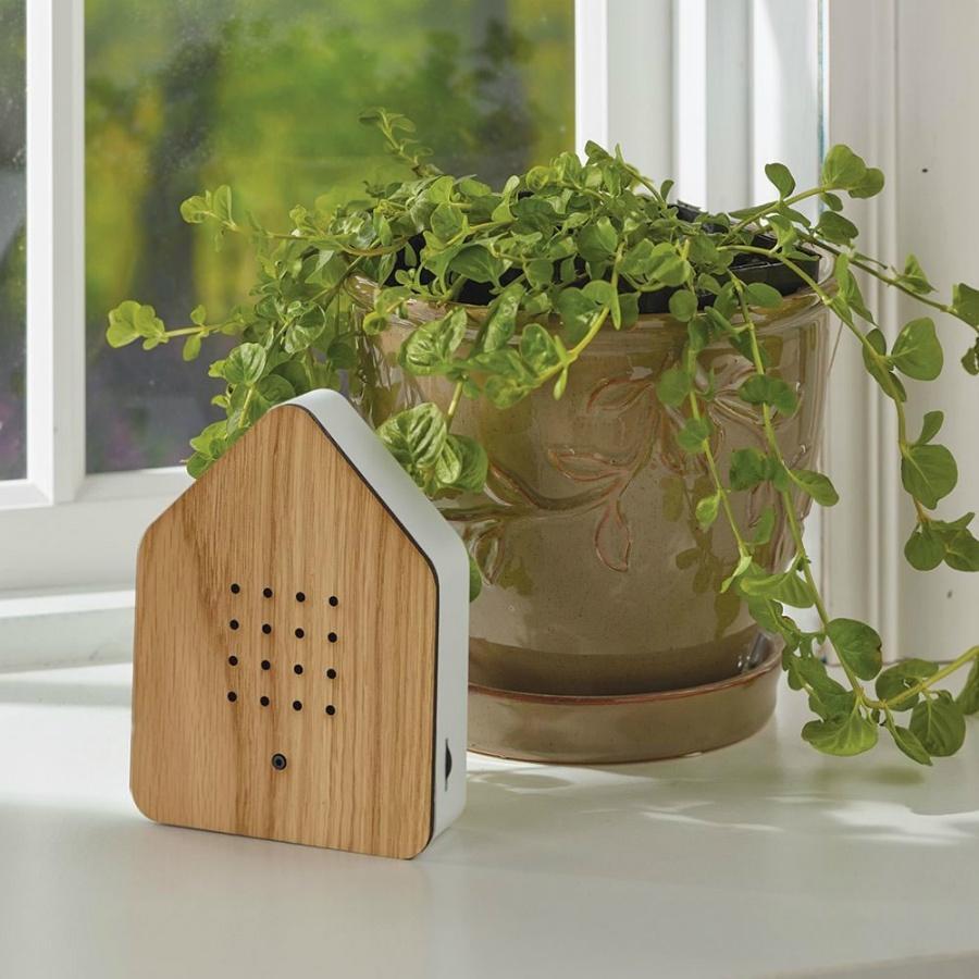 Zwitscherbox Singing bird box | White & Pine