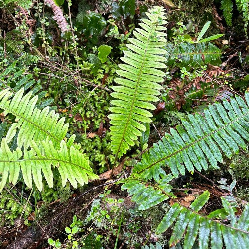 Ōtaki Forks and Waitewaewae Track