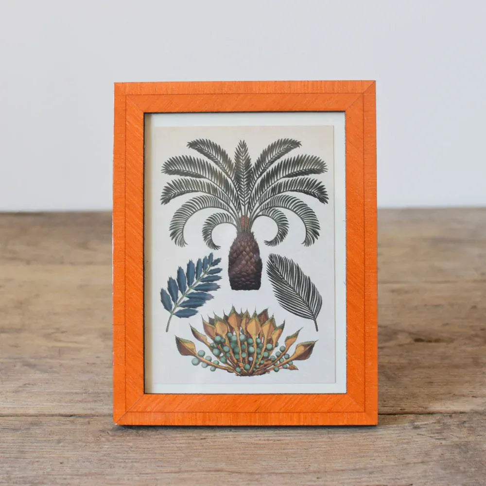 Natalini Biante Orange Frame