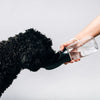 Thirsty Dog Bottle | Black
